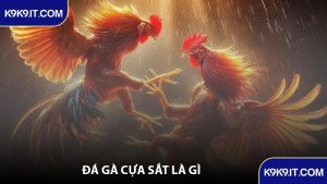 Đá Gà Cựa Sắt Là Gì